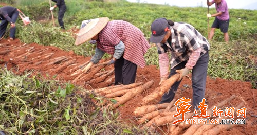 宁远：“淮山海洋” 喜获丰收 大地铺就金色希望_副本500.jpg