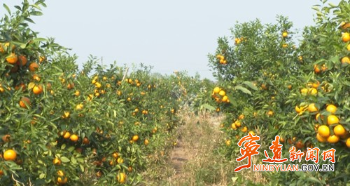 宁远:沃柑抢“鲜”上市 远销海外3_副本500.jpg 宁远:沃柑抢“鲜”上市 远销海外3_副本500.jpg