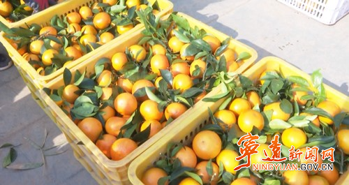 宁远:沃柑抢“鲜”上市 远销海外_副本500.jpg 宁远:沃柑抢“鲜”上市 远销海外_副本500.jpg