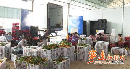 宁远:沃柑抢“鲜”上市 远销海外2_副本500.jpg 宁远:沃柑抢“鲜”上市 远销海外2_副本500.jpg