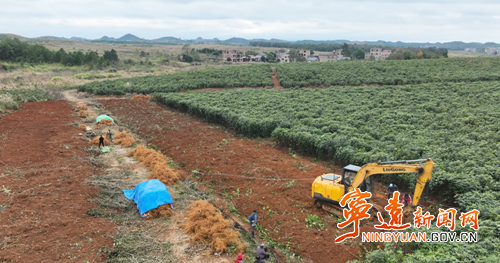 宁远:五指毛桃喜丰收 村民采收忙增收_副本500.png 宁远:五指毛桃喜丰收 村民采收忙增收_副本500.png