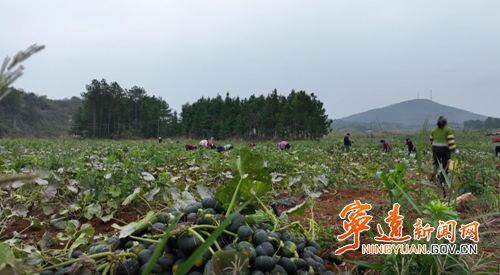 宁远:油茶树下结出致富金瓜_副本500.png 宁远:油茶树下结出致富金瓜_副本500.png