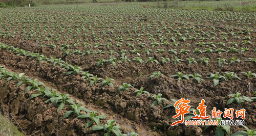 宁远县太平镇：抢抓农时强管理 烤烟田管保增收1._副本500.png