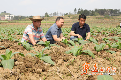 宁远县太平镇：抢抓农时强管理 烤烟田管保增收2_副本500.jpg