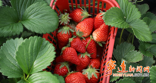 宁远：草莓大量上市 助农增收2_副本500.png
