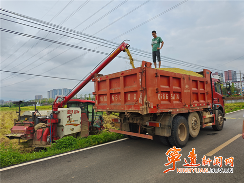 宁远县桐山街道：全力攻坚“双抢” 筑牢粮食安全底线_副本500.png