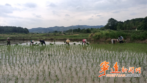 宁远：抢抓农时插晚稻(组图）3_副本500.jpg