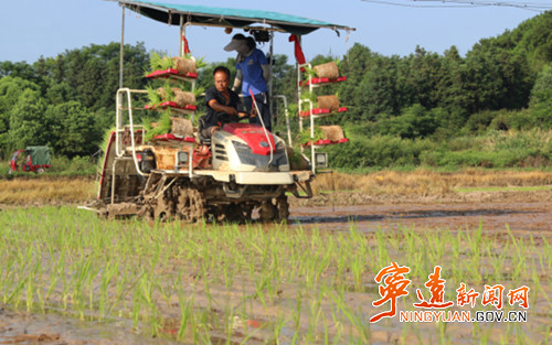 宁远：抢抓农时插晚稻(组图）_副本500.jpg