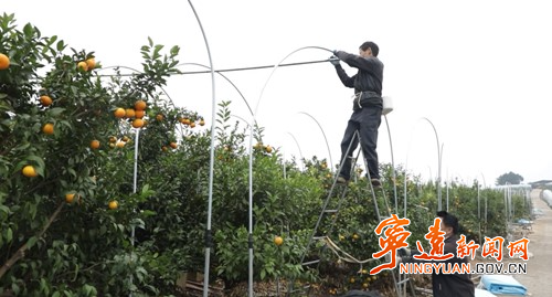 宁远：柑橘穿“冬衣” 防寒抗冻有保障2_副本500.jpg