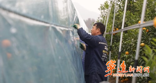 宁远：柑橘穿“冬衣” 防寒抗冻有保障3_副本500.jpg