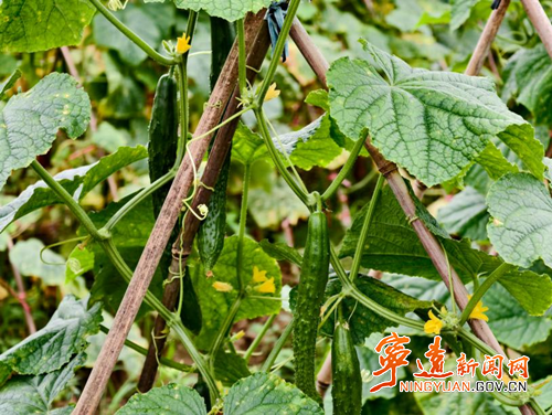 宁远县天堂镇：台风过后抢农时 管护保产护丰收_副本500.png