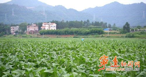 宁远:烤烟开烤工作稳步进行_副本500.jpg 宁远:烤烟开烤工作稳步进行_副本500.jpg