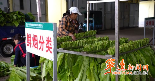 宁远:烤烟开烤工作稳步进行2_副本500.jpg 宁远:烤烟开烤工作稳步进行2_副本500.jpg