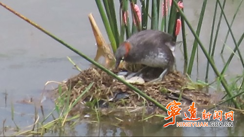 宁远:小鸊鹈湿地公园筑爱巢1_副本500.jpg 宁远:小鸊鹈湿地公园筑爱巢1_副本500.jpg