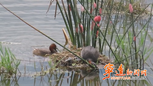 宁远:小鸊鹈湿地公园筑爱巢2_副本500.jpg 宁远:小鸊鹈湿地公园筑爱巢2_副本500.jpg