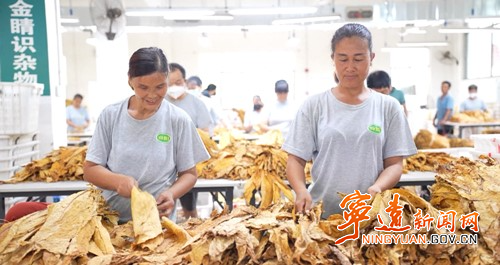 宁远:做优烟叶收购服务 全力保障烟农增收2_副本500.jpg 宁远:做优烟叶收购服务 全力保障烟农增收2_副本500.jpg