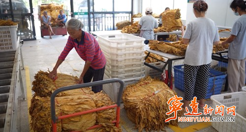 宁远:做优烟叶收购服务 全力保障烟农增收_副本500.jpg 宁远:做优烟叶收购服务 全力保障烟农增收_副本500.jpg