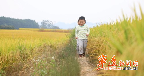 宁远:十里稻香“丰”景美3_副本500.jpg 宁远:十里稻香“丰”景美3_副本500.jpg