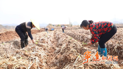 宁远：春耕正当时 烤烟移栽忙2_副本500.jpg