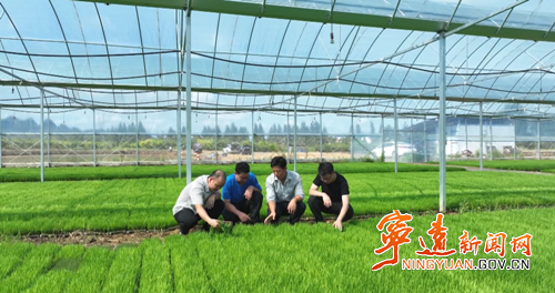 【拼经济·抓项目·促发展】宁远:“科技+服务”助力晚稻生产提质增效3_副本500.png 【拼经济·抓项目·促发展】宁远:“科技+服务”助力晚稻生产提质增效3_副本500.png