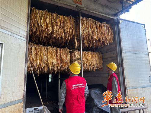 宁远电力:护航烤烟用电 “电”亮金色希望_副本500.jpg 宁远电力:护航烤烟用电 “电”亮金色希望_副本500.jpg