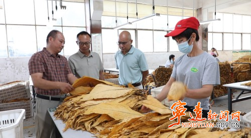 【永冲锋·拼经济·促发展】宁远：精准预约少跑路 烟叶阳光收购暖农心2_副本500.jpg