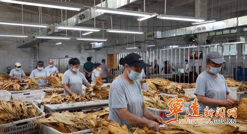 【永冲锋·拼经济·促发展】宁远：精准预约少跑路 烟叶阳光收购暖农心1_副本500.jpg