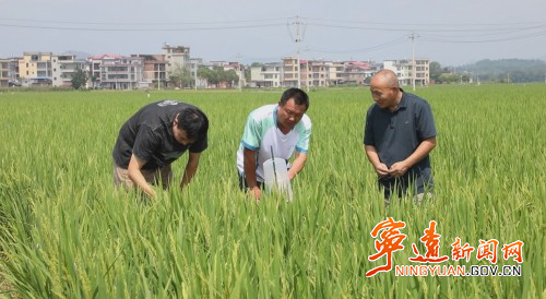 【永冲锋·拼经济·促发展】宁远：抓实秋粮抗逆防灾 护航晚稻稳产丰收3_副本500.jpg