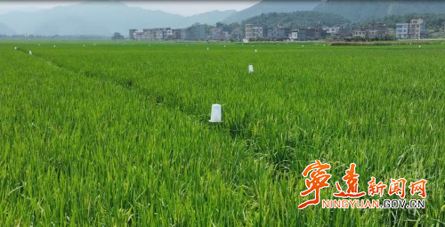 【永冲锋·拼经济·促发展】宁远：抓实秋粮抗逆防灾 护航晚稻稳产丰收2_副本500.jpg
