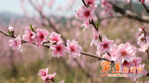宁远仁和镇：桃花竞相绽放 灿若云霞迎客来2_副本500.jpg