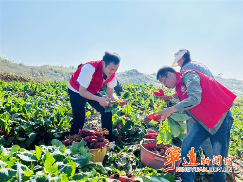 宁远鲤溪镇:田畴织锦绣 “订单”铺富路——大观堡村的蔬菜“产业经”_副本500.jpg 宁远鲤溪镇:田畴织锦绣 “订单”铺富路——大观堡村的蔬菜“产业经”_副本500.jpg