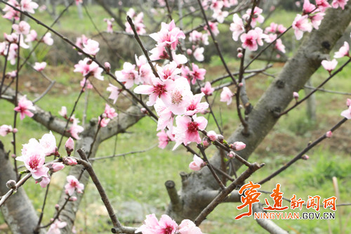 宁远县仁和镇:桃花竞相绽放 绘就乡村春日画卷3_副本500.jpg 宁远县仁和镇:桃花竞相绽放 绘就乡村春日画卷3_副本500.jpg