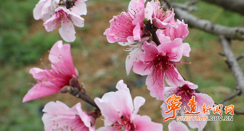 宁远县仁和镇:桃花竞相绽放 绘就乡村春日画卷1_副本500.png 宁远县仁和镇:桃花竞相绽放 绘就乡村春日画卷1_副本500.png