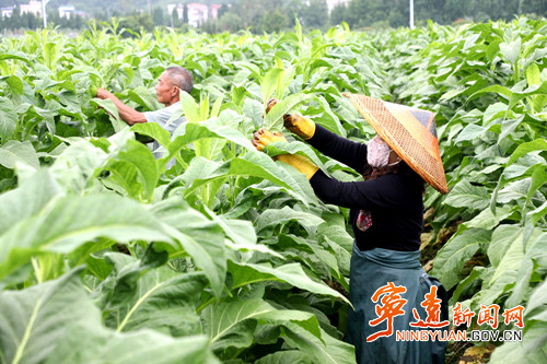 【永冲锋·拼经济·促发展】宁远：打顶抹荪  助力烤烟丰产丰收_副本500.jpg