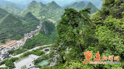 【美景不远·就在宁远】宁远：娥皇峰千年石枞苍劲迎客3_副本500.jpg