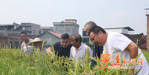 【永冲锋·拼经济·促发展】宁远：水稻制种“赶花”忙 抢抓农时保丰收3_副本500.png