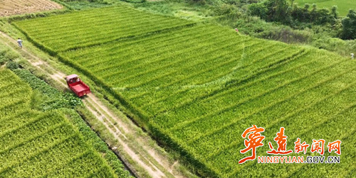 【永冲锋·拼经济·促发展】宁远：水稻制种“赶花”忙 抢抓农时保丰收_副本500.png