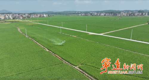 【永冲锋·拼经济·促发展】宁远：抓实秋粮抗逆防灾 护航晚稻稳产丰收1_副本500.jpg