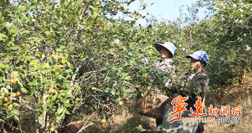 宁远：油茶香满山 丰收采摘忙_副本1000_副本500.jpg