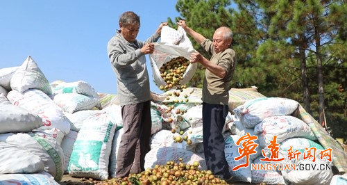 宁远：油茶香满山 丰收采摘忙2_副本500.jpg