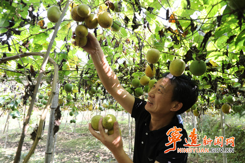 宁远：山旮旯种出罗汉果 调整产业促振兴_副本500.jpg