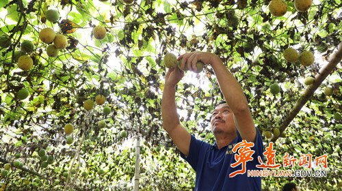 宁远：山旮旯种出罗汉果 调整产业促振兴3_副本500.jpg