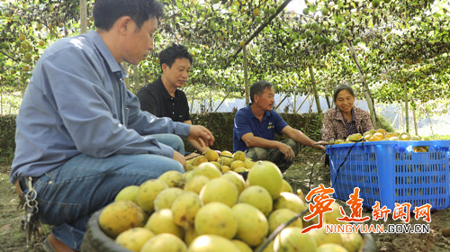 宁远：山旮旯种出罗汉果 调整产业促振兴2_副本500.jpg