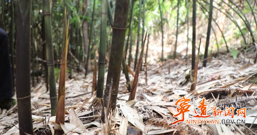 宁远:苦笋界的“天花板” 价格比肉贵_副本500.jpg 宁远:苦笋界的“天花板” 价格比肉贵_副本500.jpg