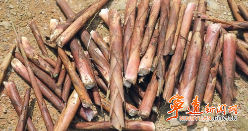 宁远:苦笋界的“天花板” 价格比肉贵2_副本500.jpg 宁远:苦笋界的“天花板” 价格比肉贵2_副本500.jpg