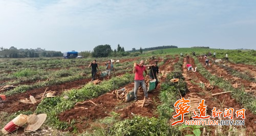 宁远：“淮山海洋” 喜获丰收 大地铺就金色希望3_副本500.jpg