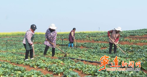 宁远:蔬菜产业助力乡村发展_副本500.jpg 宁远:蔬菜产业助力乡村发展_副本500.jpg