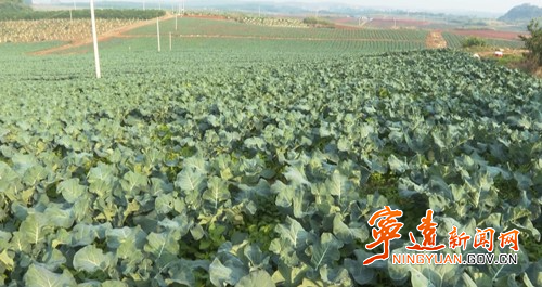 宁远:蔬菜产业助力乡村发展3_副本500.jpg 宁远:蔬菜产业助力乡村发展3_副本500.jpg