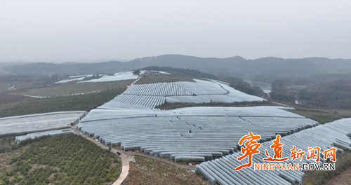 宁远:柑橘穿“冬衣” 防寒抗冻有保障_副本500.jpg 宁远:柑橘穿“冬衣” 防寒抗冻有保障_副本500.jpg