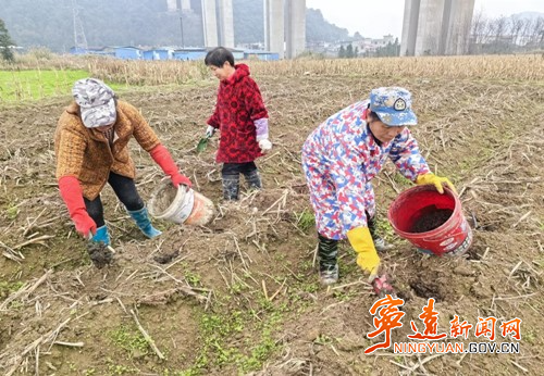 宁远桐木漯瑶族乡：“田秀才”现身春耕现场 为烤烟种植保驾护航2_副本500.jpg